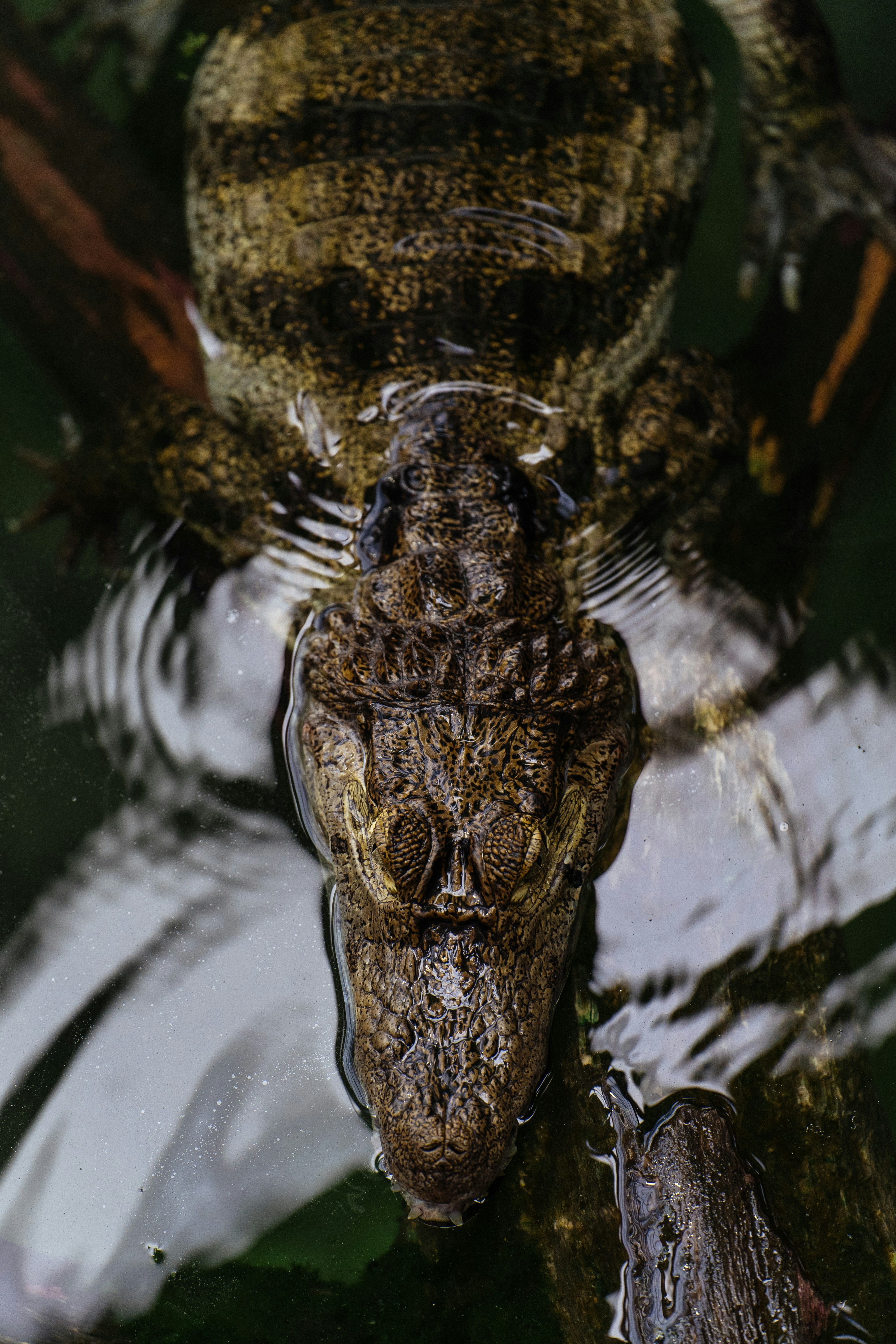 a large alligator is submerged in the water
