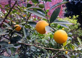 Close-up of a branch with several ripe yellow-orange citrus fruits surrounded by green leaves. The background contains additional foliage and a partial view of a brick wall.