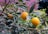 Close-up of a branch with several ripe yellow-orange citrus fruits surrounded by green leaves. The background contains additional foliage and a partial view of a brick wall.