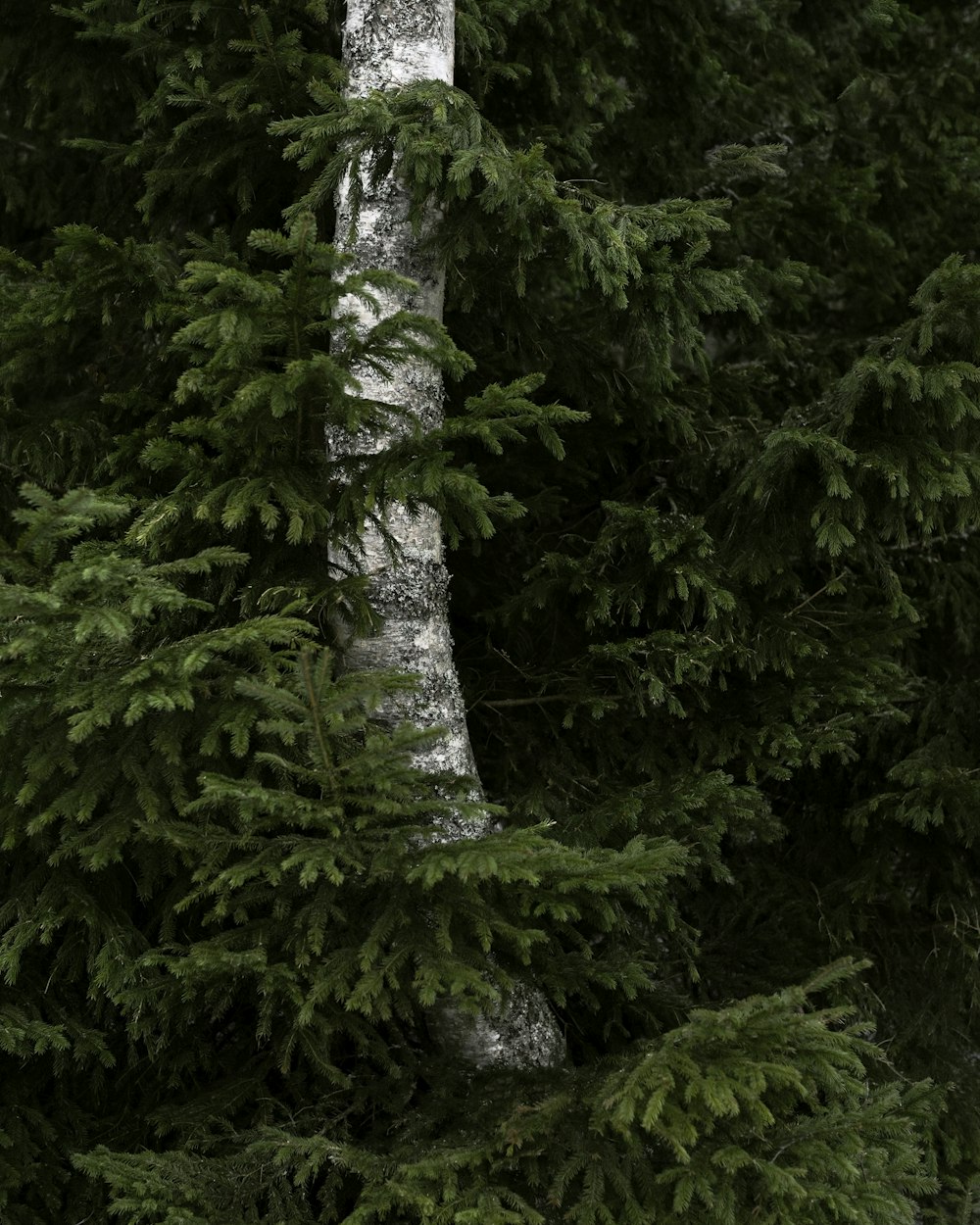 a bear is standing in front of a tree