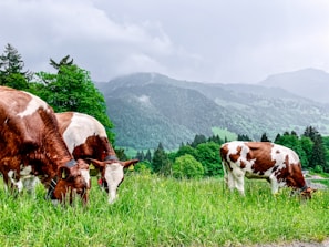 Holstein cows grazing in the lush green pastures of the farm.