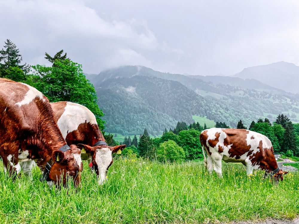 two brown and white cows grazing in a field