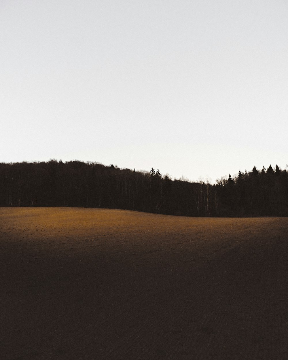 Un grande campo con alberi sullo sfondo