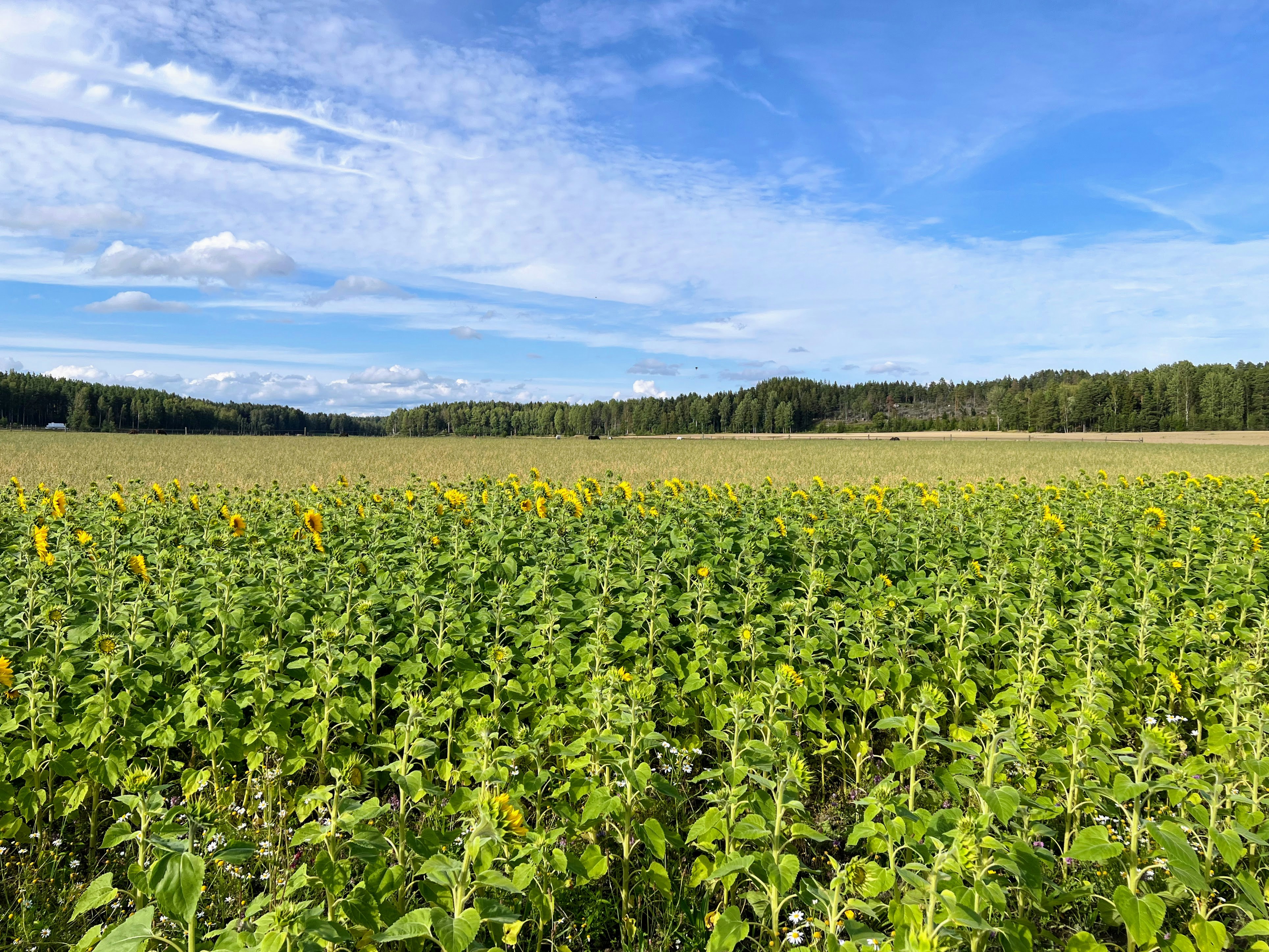 Photo by beshkenadze