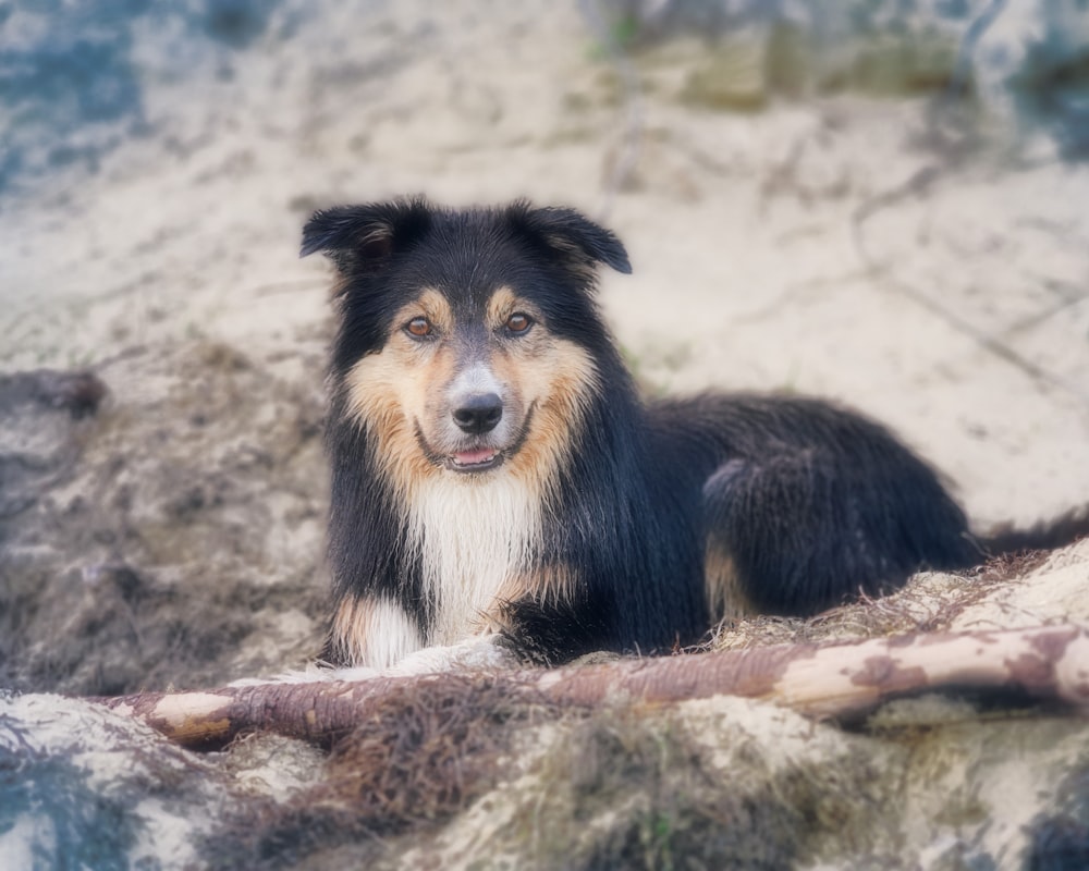 a black and brown dog sitting on top of a rock