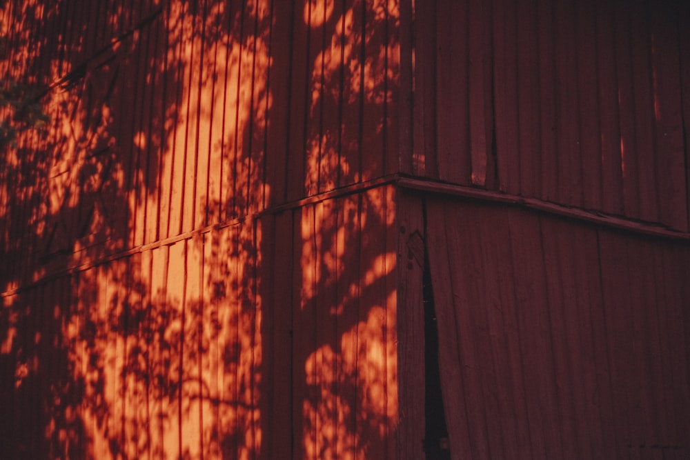 the shadow of a tree on the side of a building