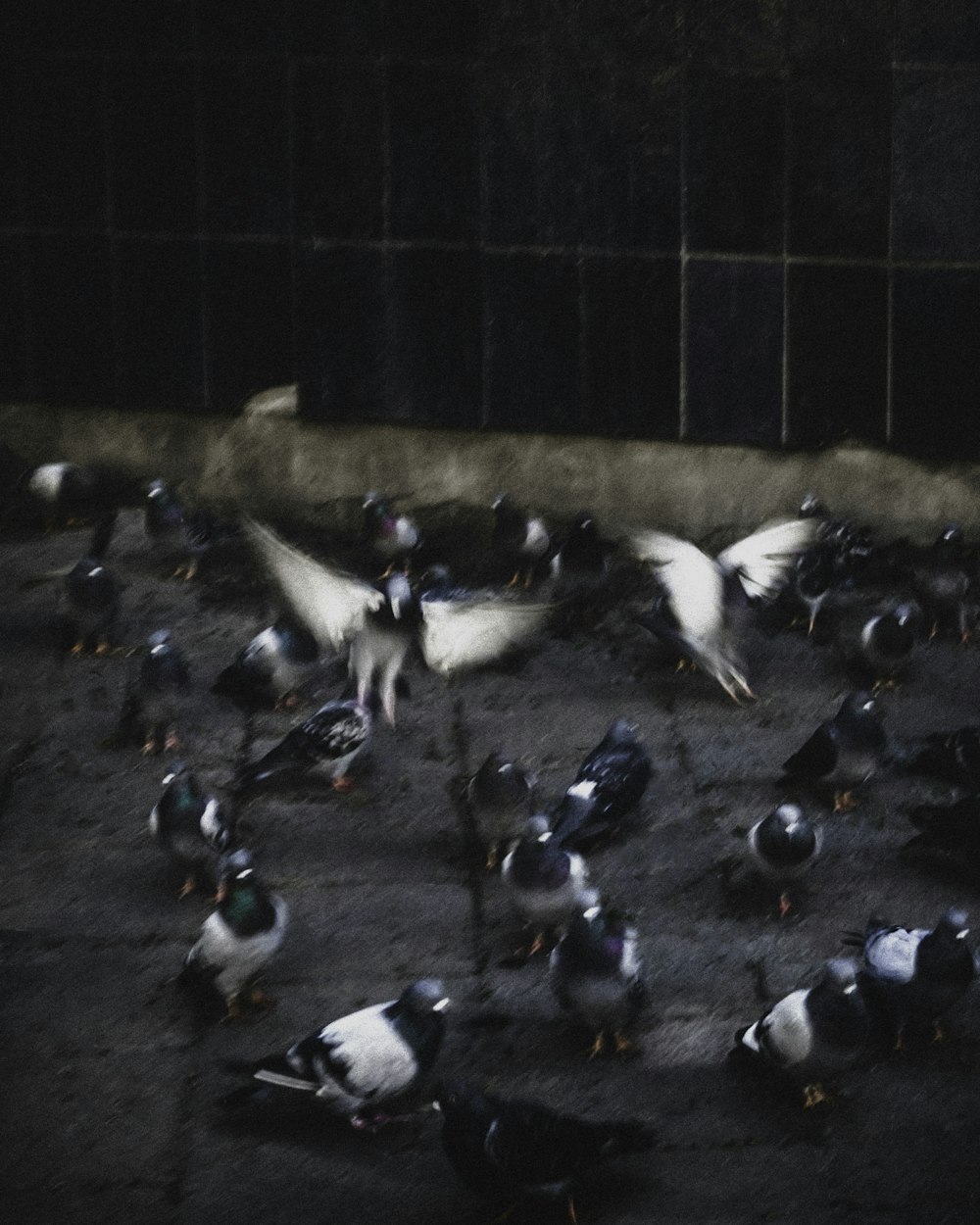 a flock of birds standing on top of a cement ground