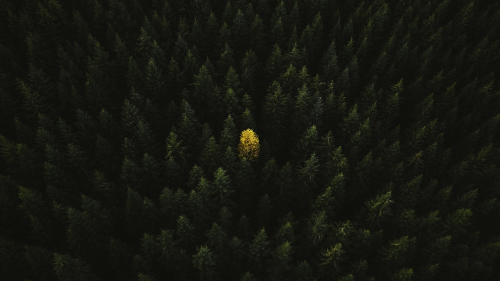 a lone tree in the middle of a forest