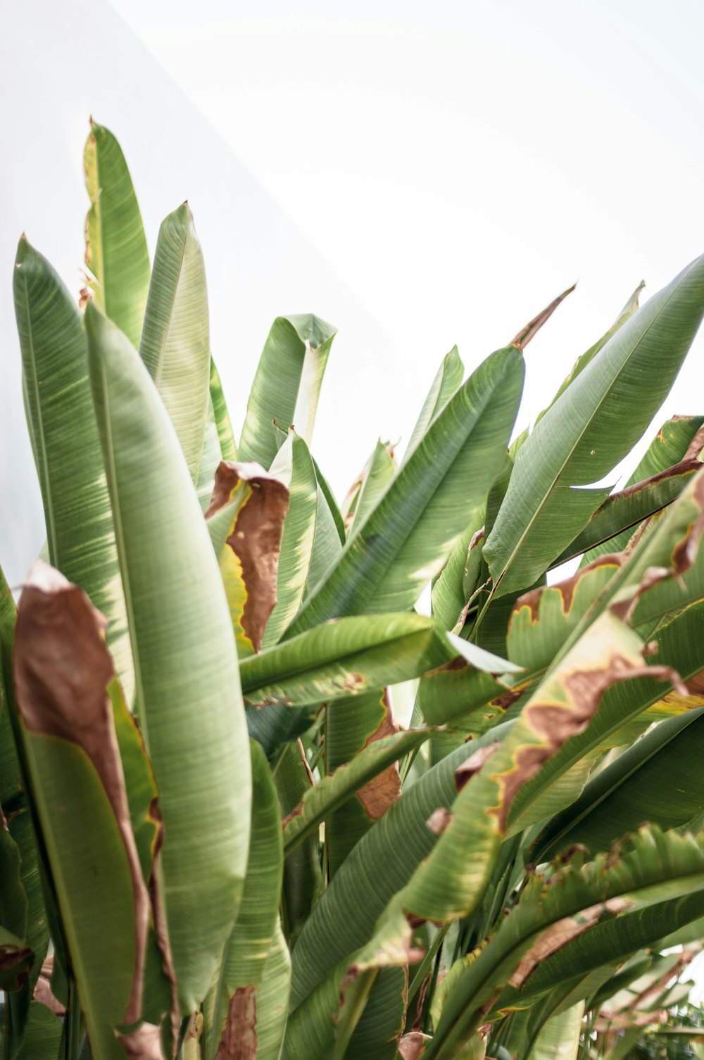 a close up of a banana tree with lots of leaves