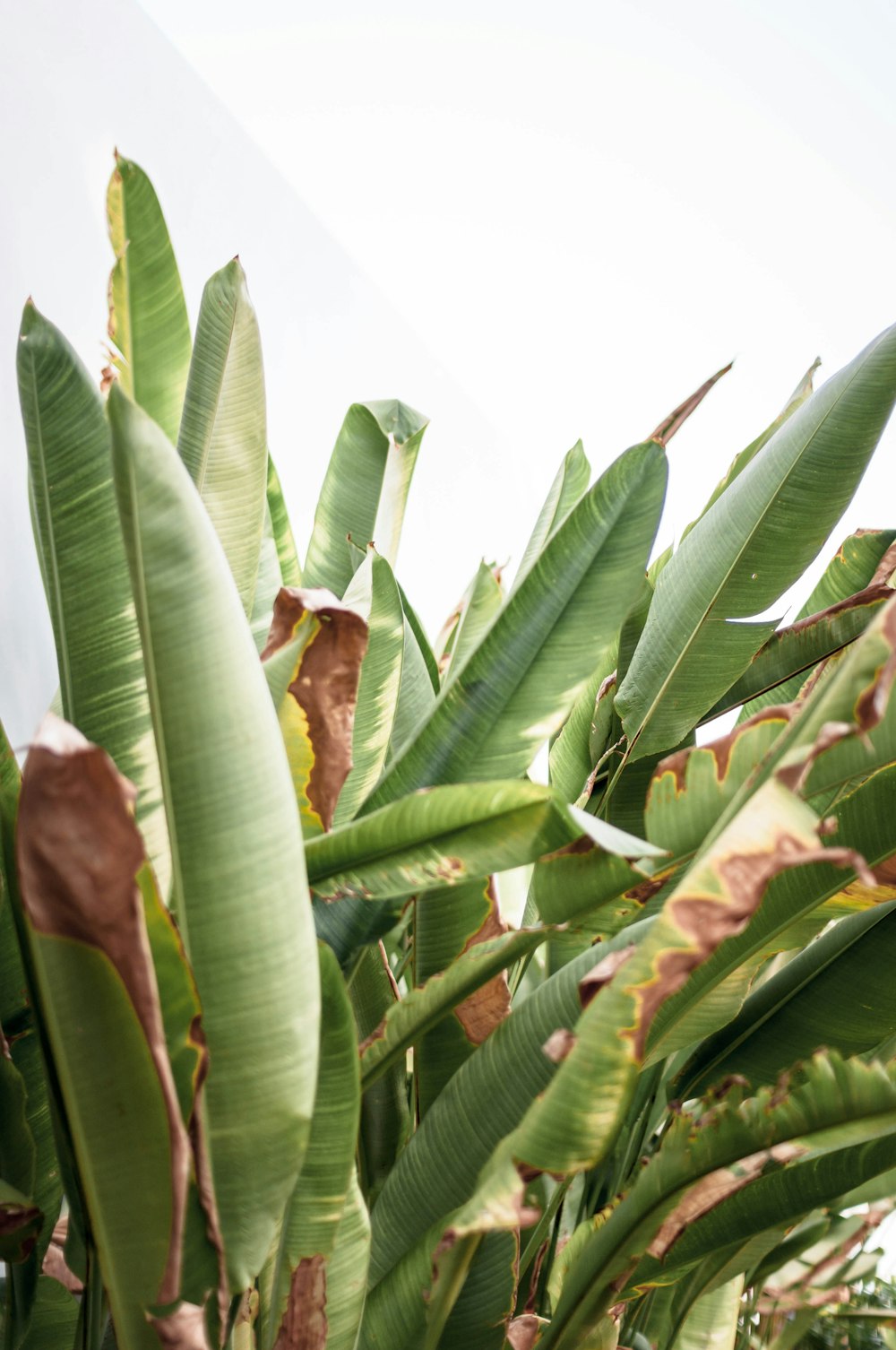 Un primer plano de un árbol de plátano con muchas hojas