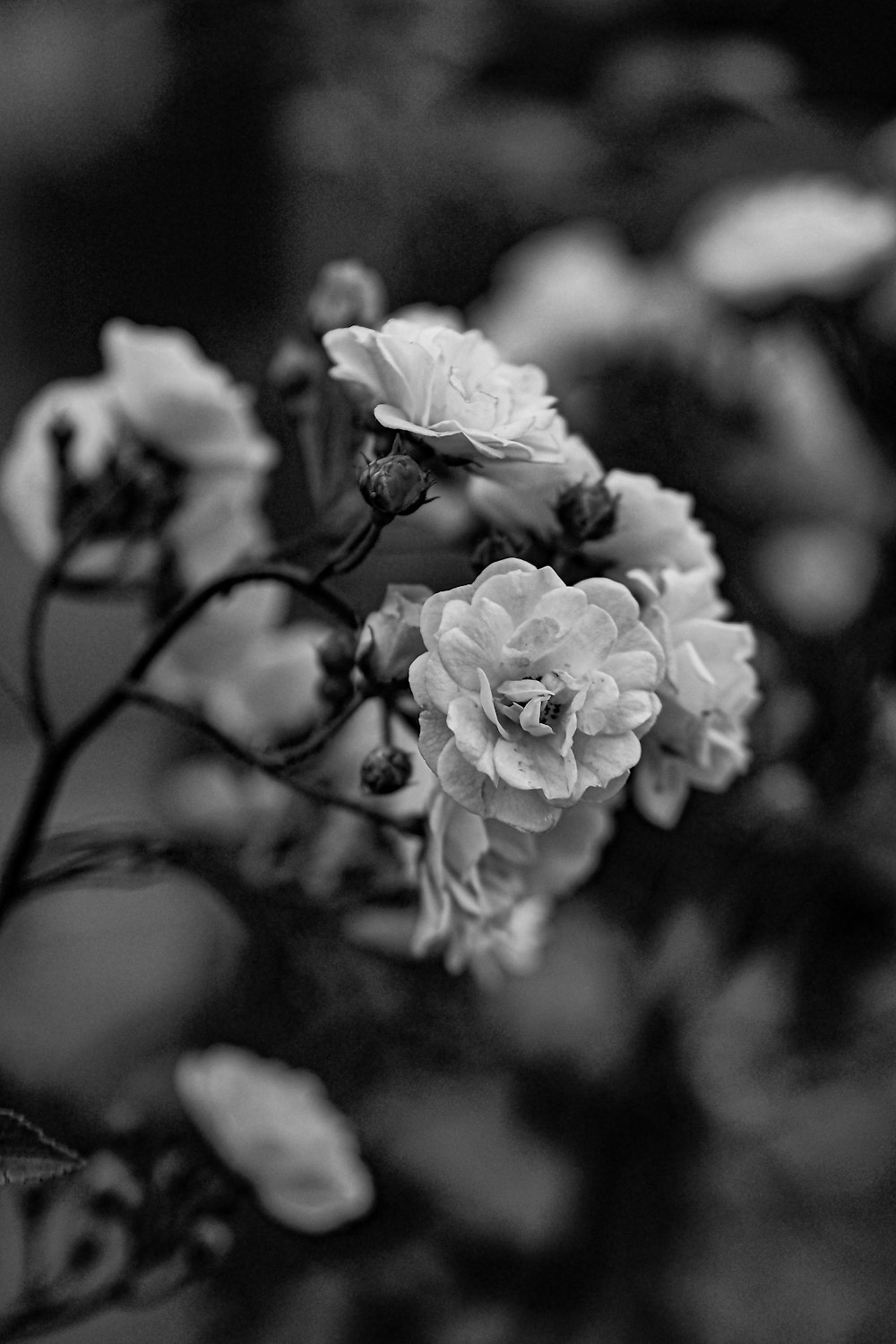 Una foto in bianco e nero di un mazzo di fiori