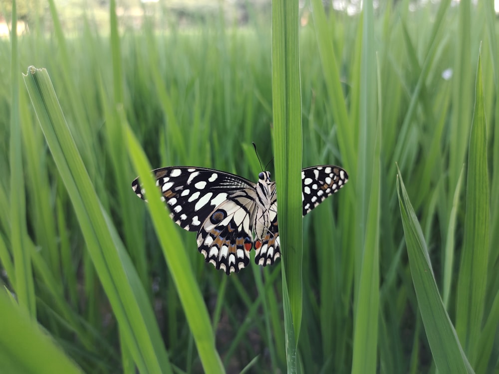a butterfly sitting on top of a green grass covered field