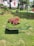 A wheelbarrow filled with vibrant green and red foliage is placed on a well-manicured lawn. Surrounding the area are various plants and flowers, with additional landscaping elements such as trees, a vertical garden, and a white building in the background.