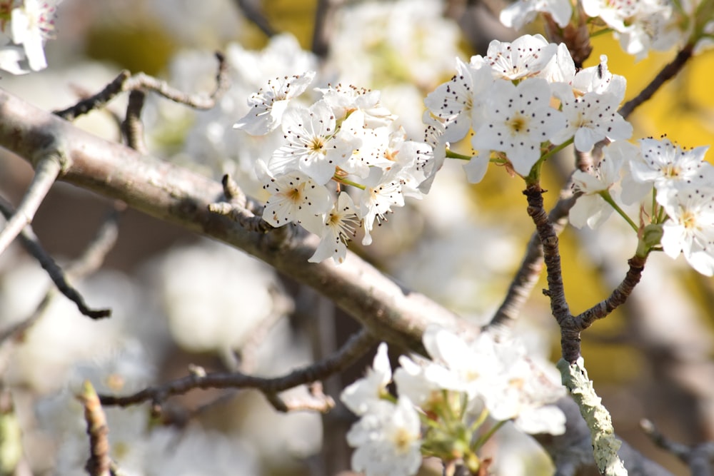 a close up of a tree with white flowers