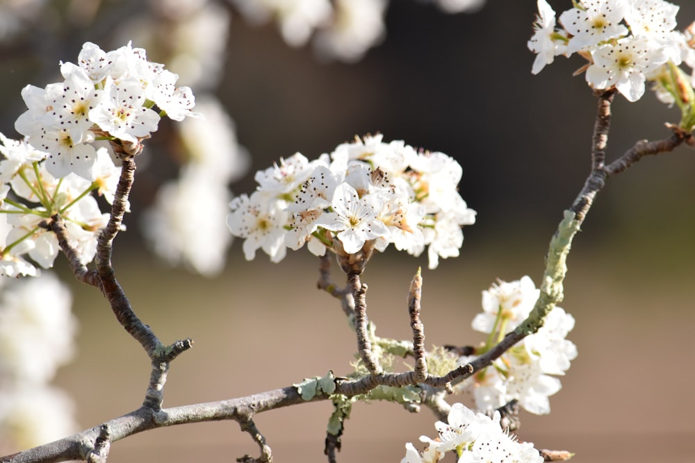 a close up of a tree with white flowers