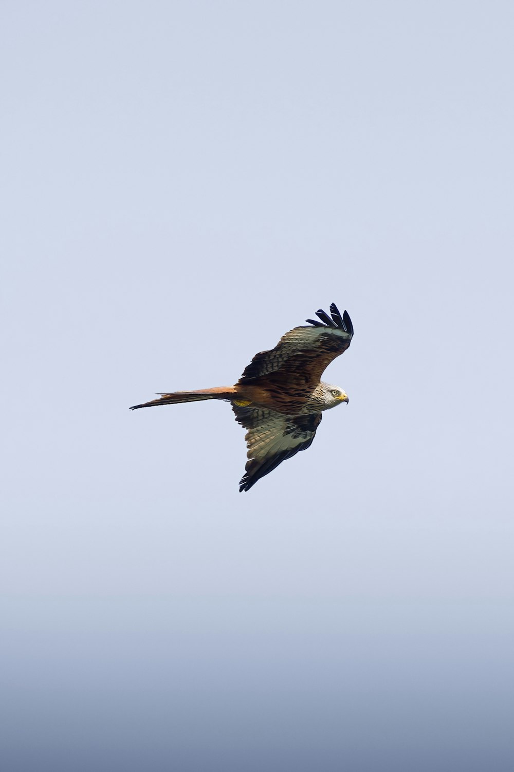 a large bird flying through a blue sky