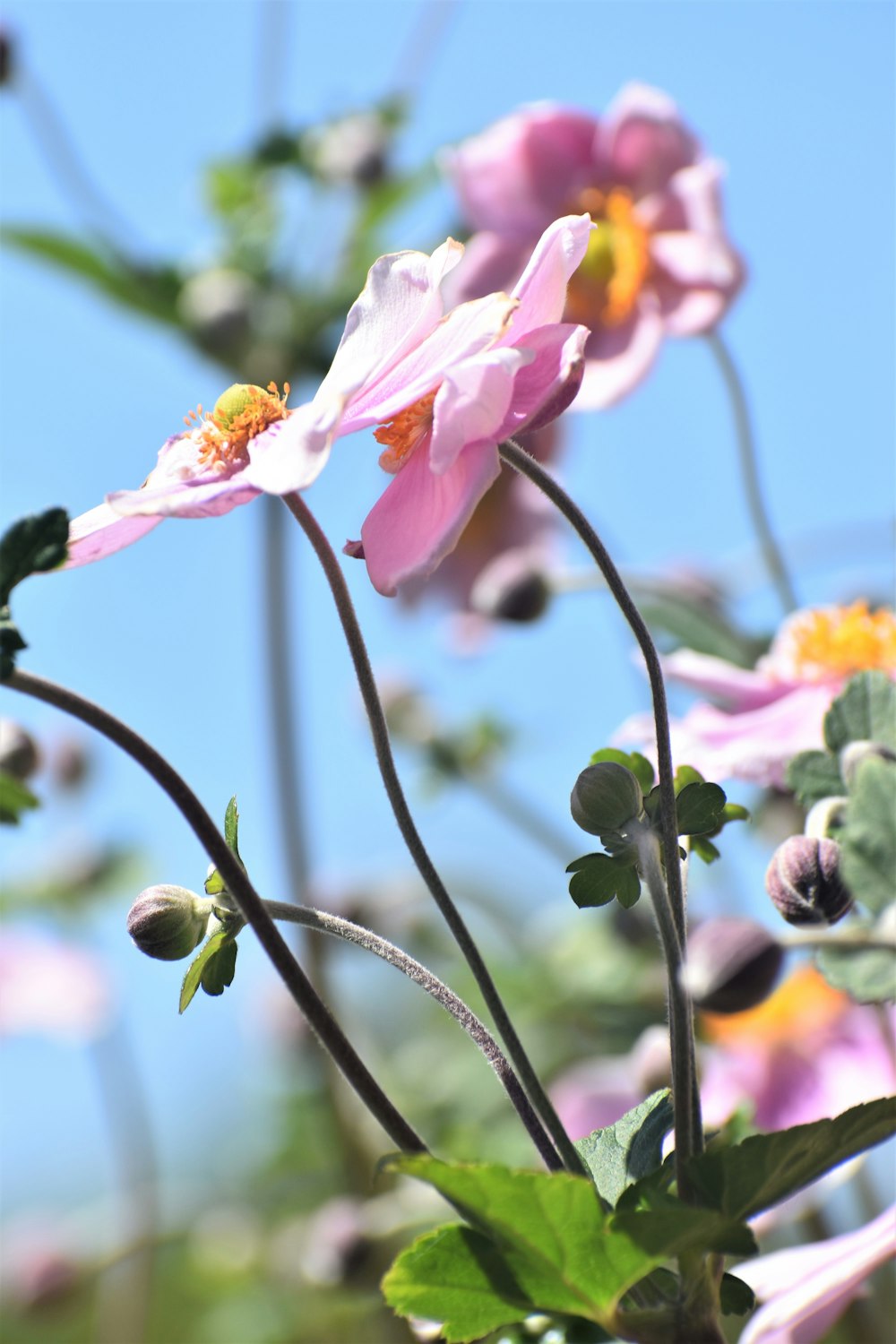 a bunch of pink flowers with green leaves