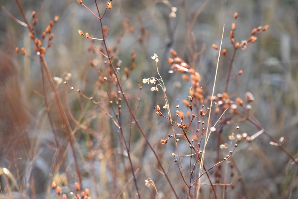 a close up of a plant with small flowers