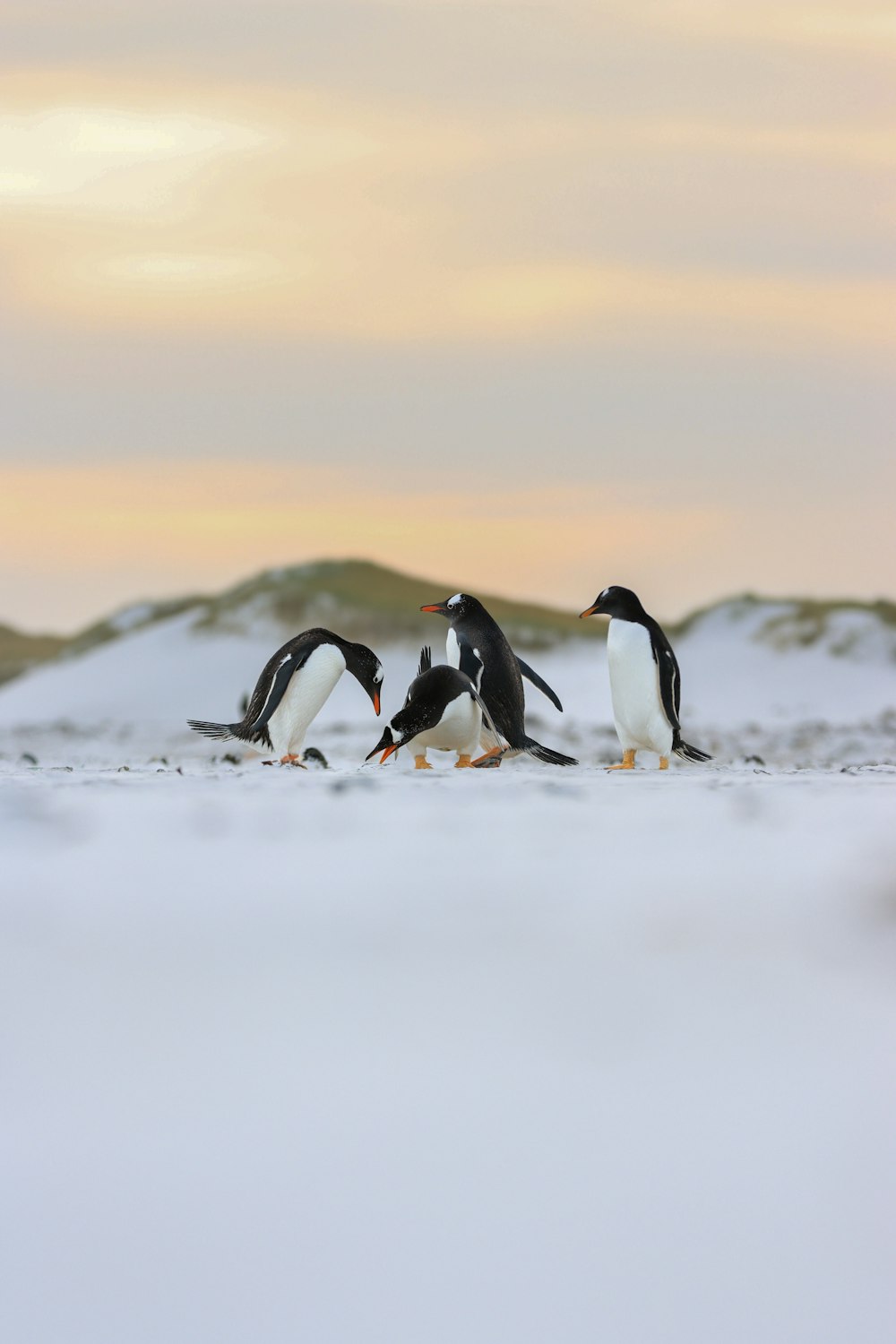 a group of penguins walking across a snow covered field