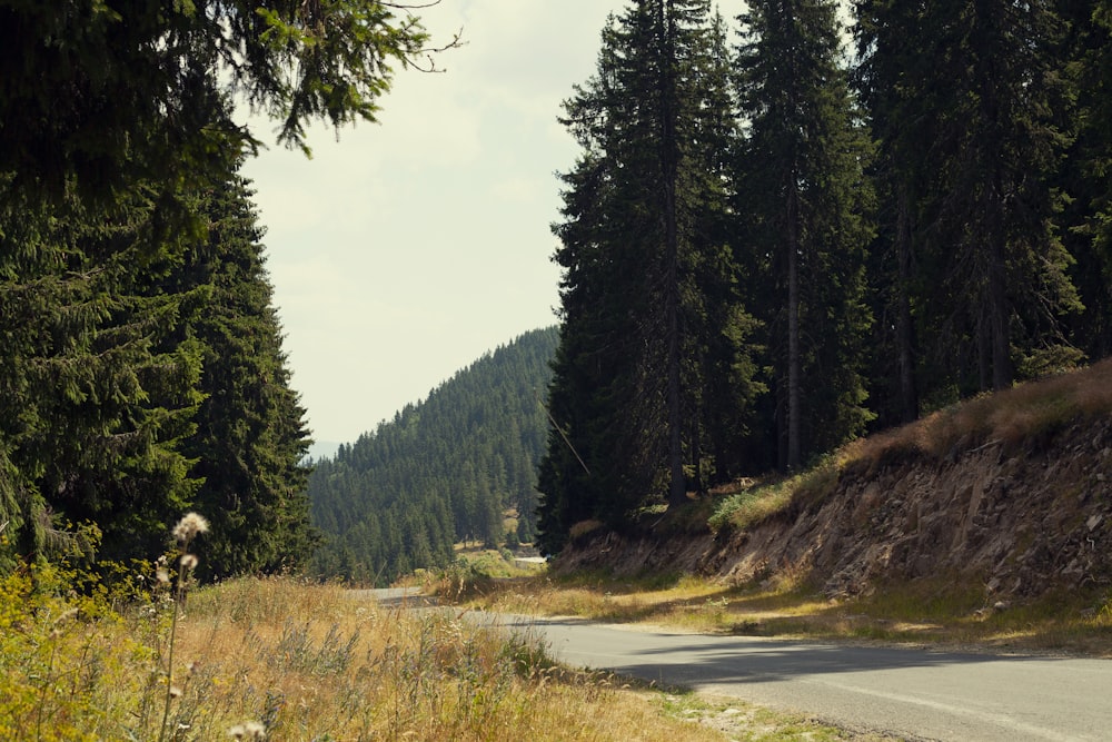 a road in the middle of a forest with tall trees