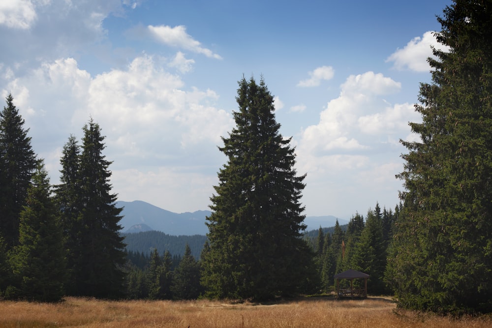 a field with trees and a cabin in the distance