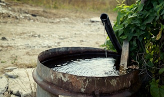 An old, rusty metal barrel is filled with water, with a black pipe pouring a small stream into it. The barrel is surrounded by green foliage, and the background is a dry, rocky field.