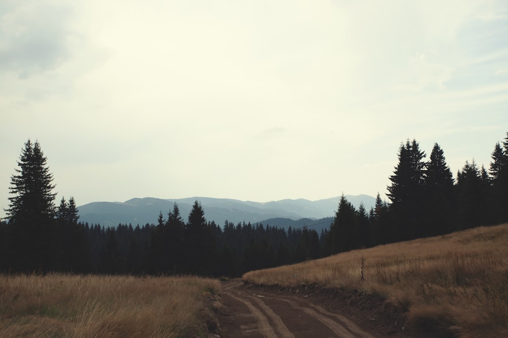 a dirt road in the middle of a field