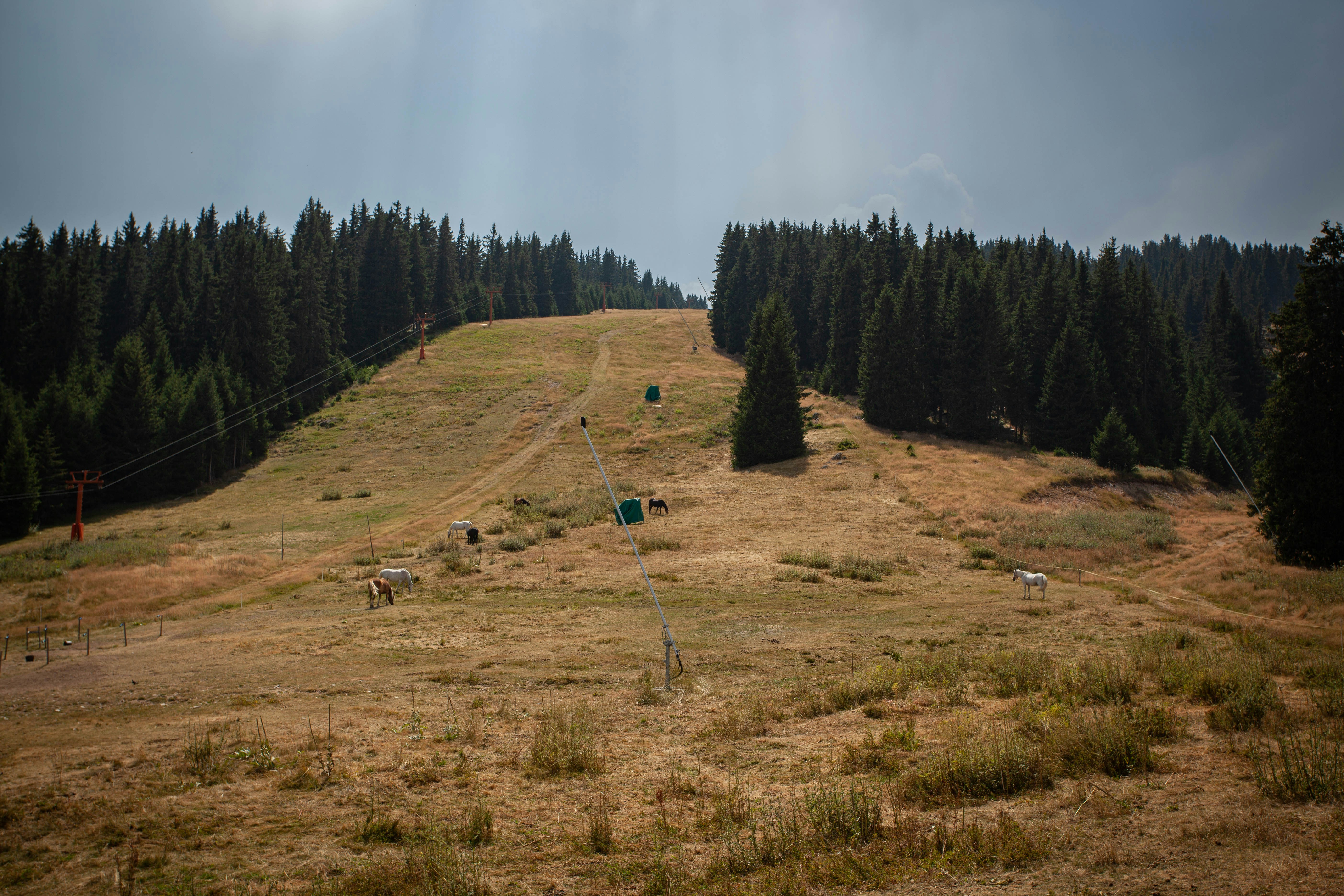 a grassy hill with trees on top of it