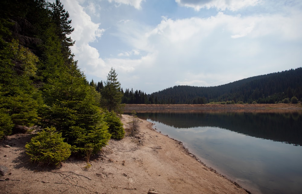 a body of water surrounded by a forest