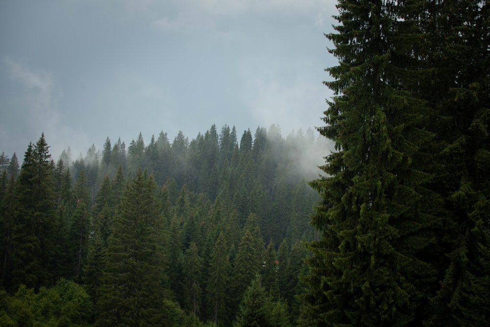 a forest filled with lots of tall green trees