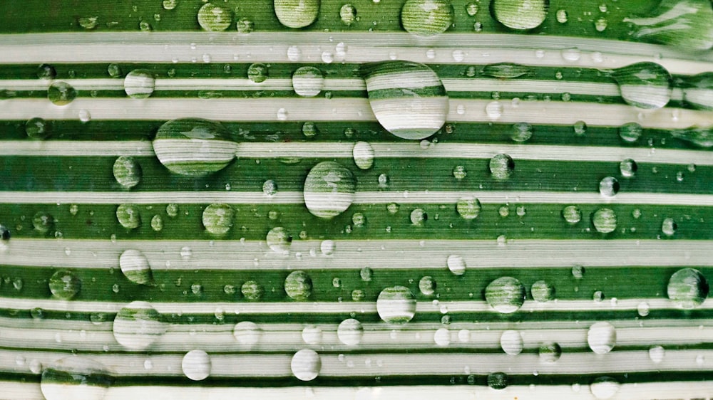 a close up of a plant with water drops on it