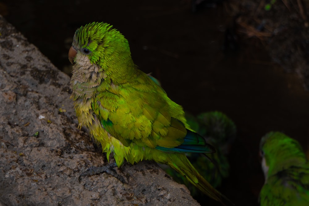 a close up of a green bird on a rock