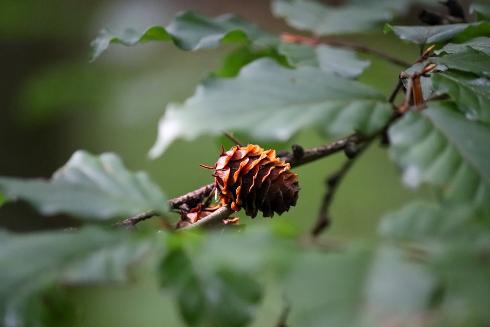 a close up of a pine cone on a tree branch