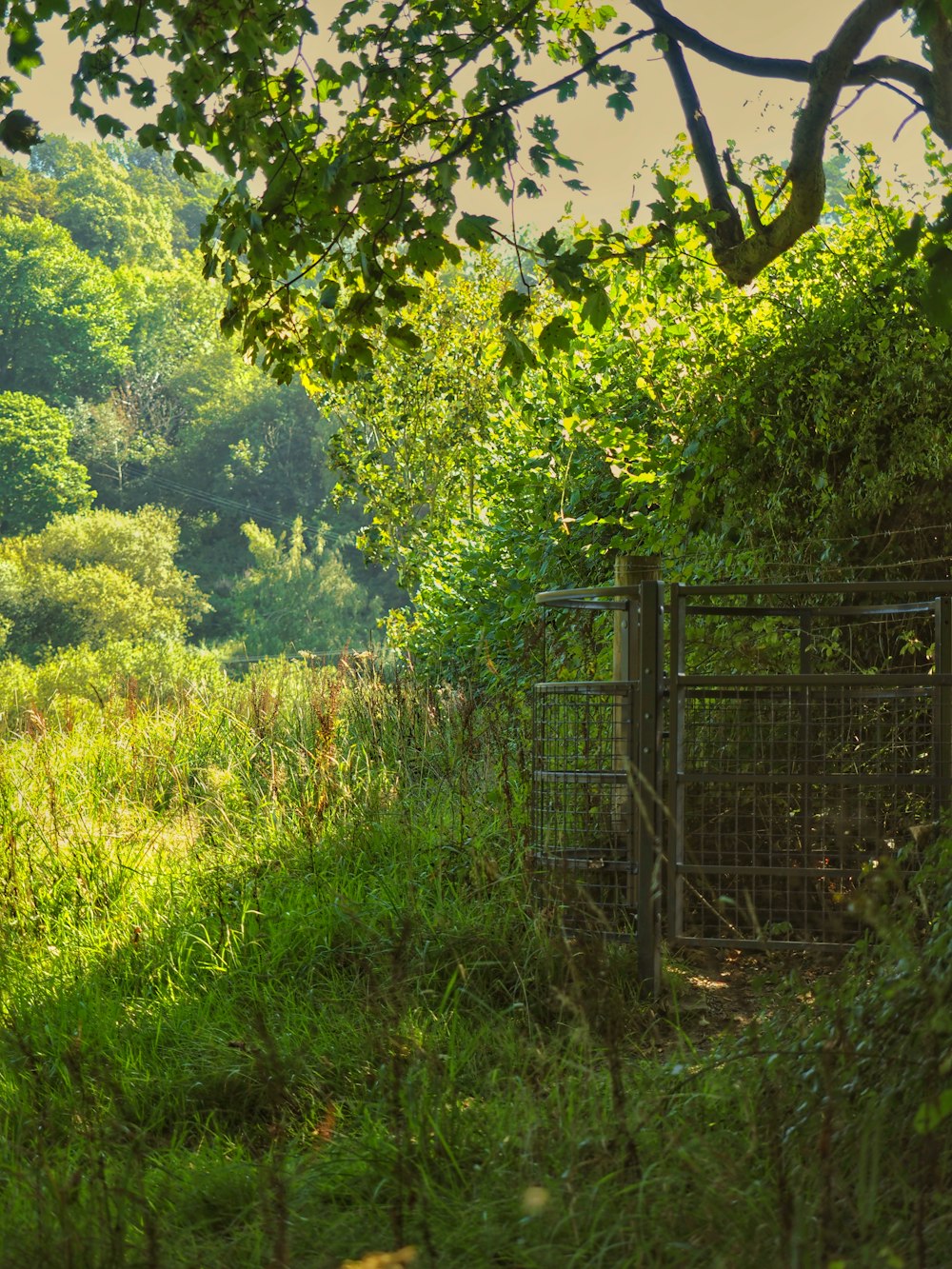 a gate in the middle of a lush green field