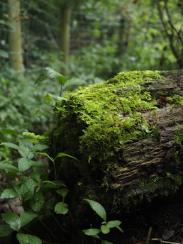 a moss covered log in the middle of a forest