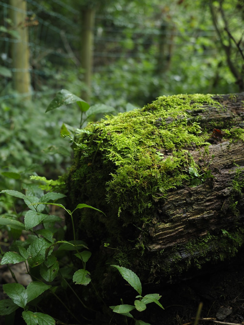 a moss covered log in the middle of a forest