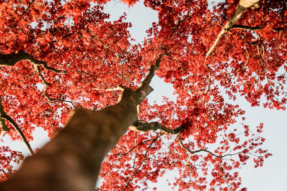 a tall tree with red leaves in front of a blue sky