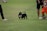 A small black dog with pointed ears and its tongue out is on a leash, held by a person. The scene is set outdoors on a grassy field where several people are standing around the dog. The clothing of the individuals includes bright colors, such as orange pants.