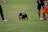 A small black dog with pointed ears and its tongue out is on a leash, held by a person. The scene is set outdoors on a grassy field where several people are standing around the dog. The clothing of the individuals includes bright colors, such as orange pants.
