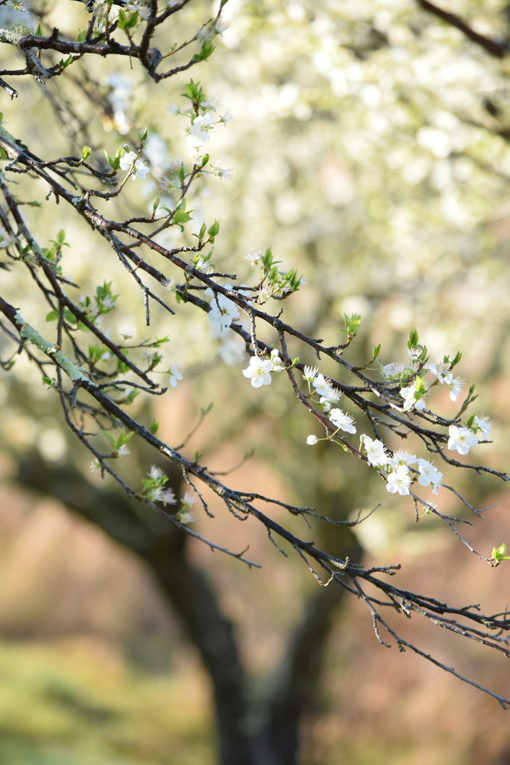 a tree with white flowers in a park