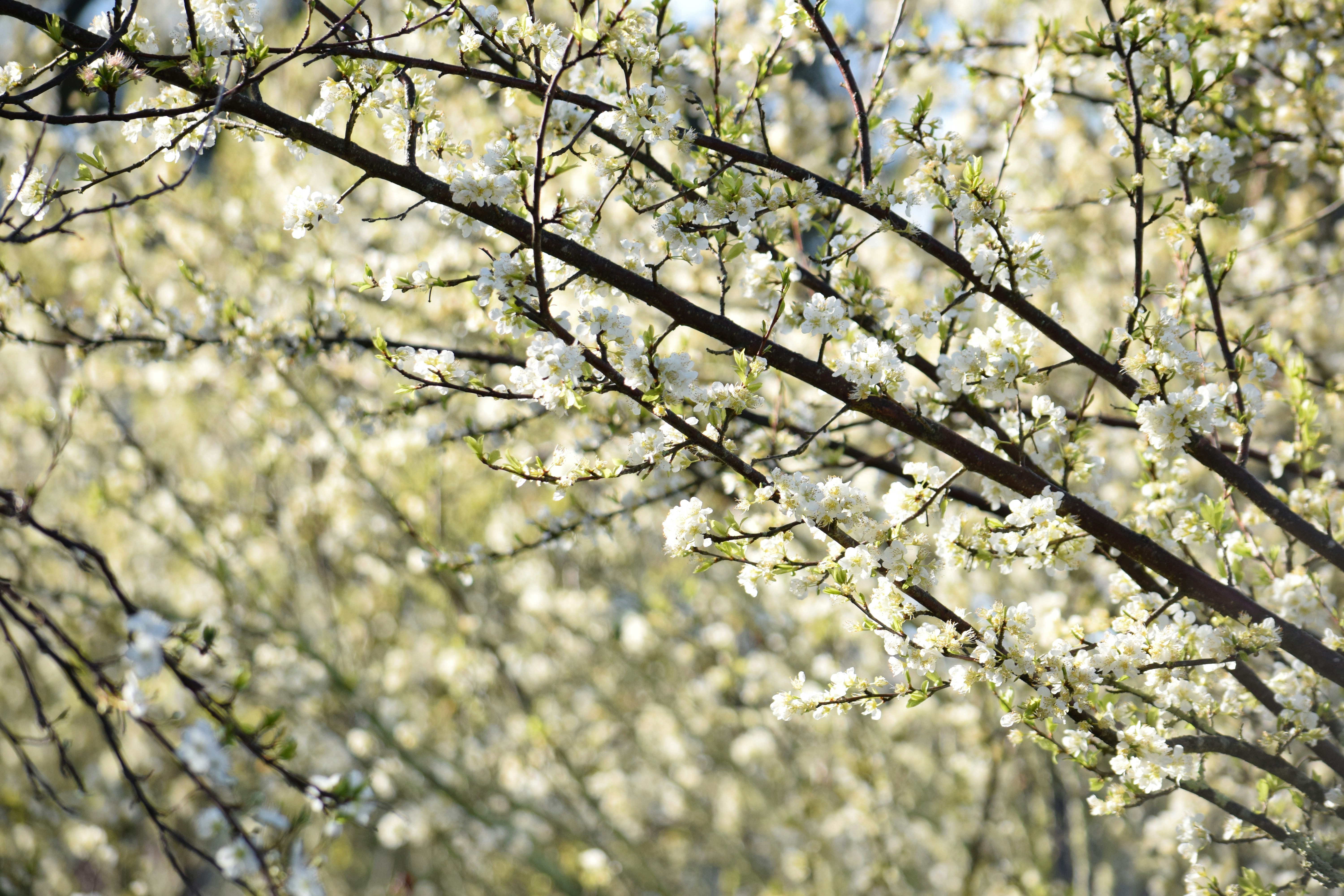a close up of a tree with white flowers