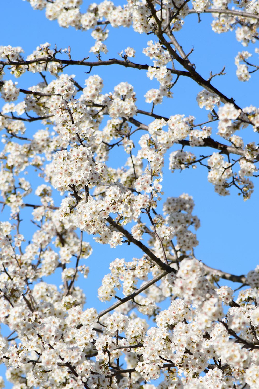 a white flowered tree with a blue sky in the background