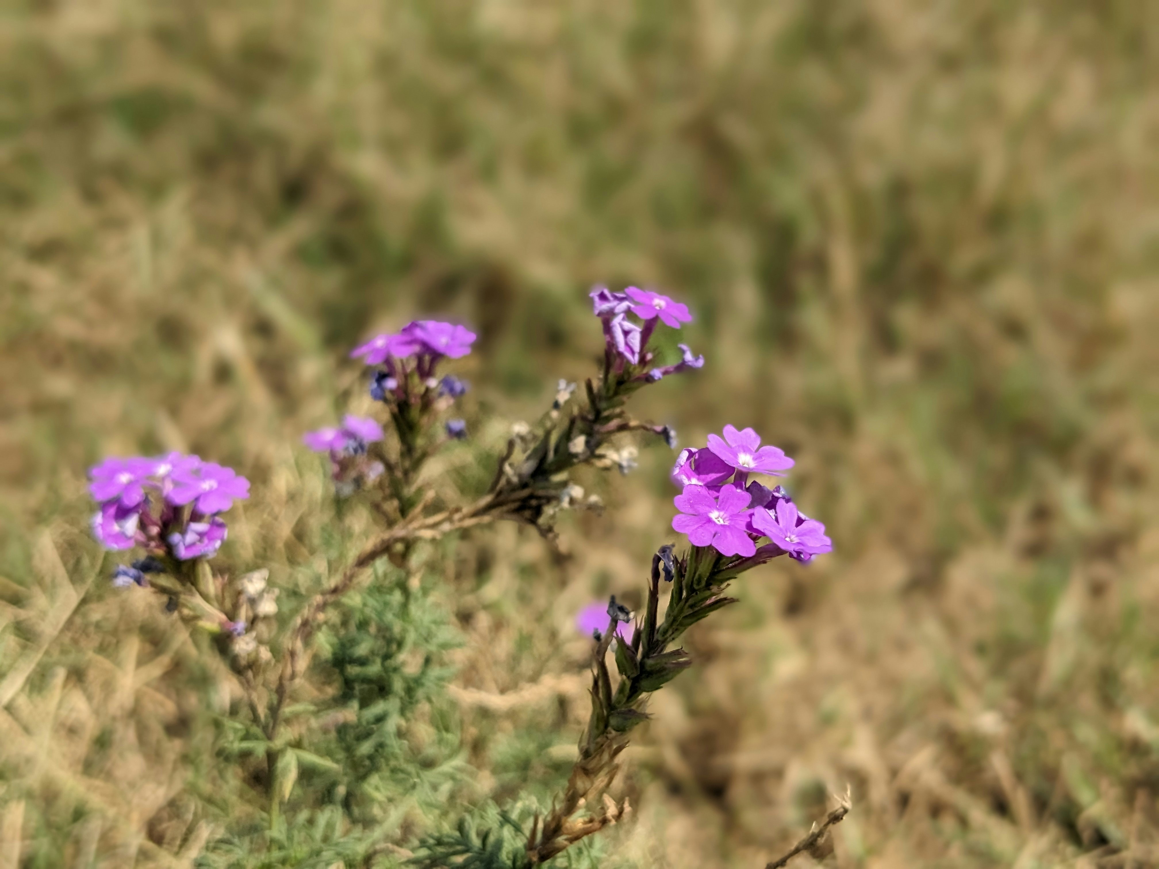 Photo by hameedlodhra