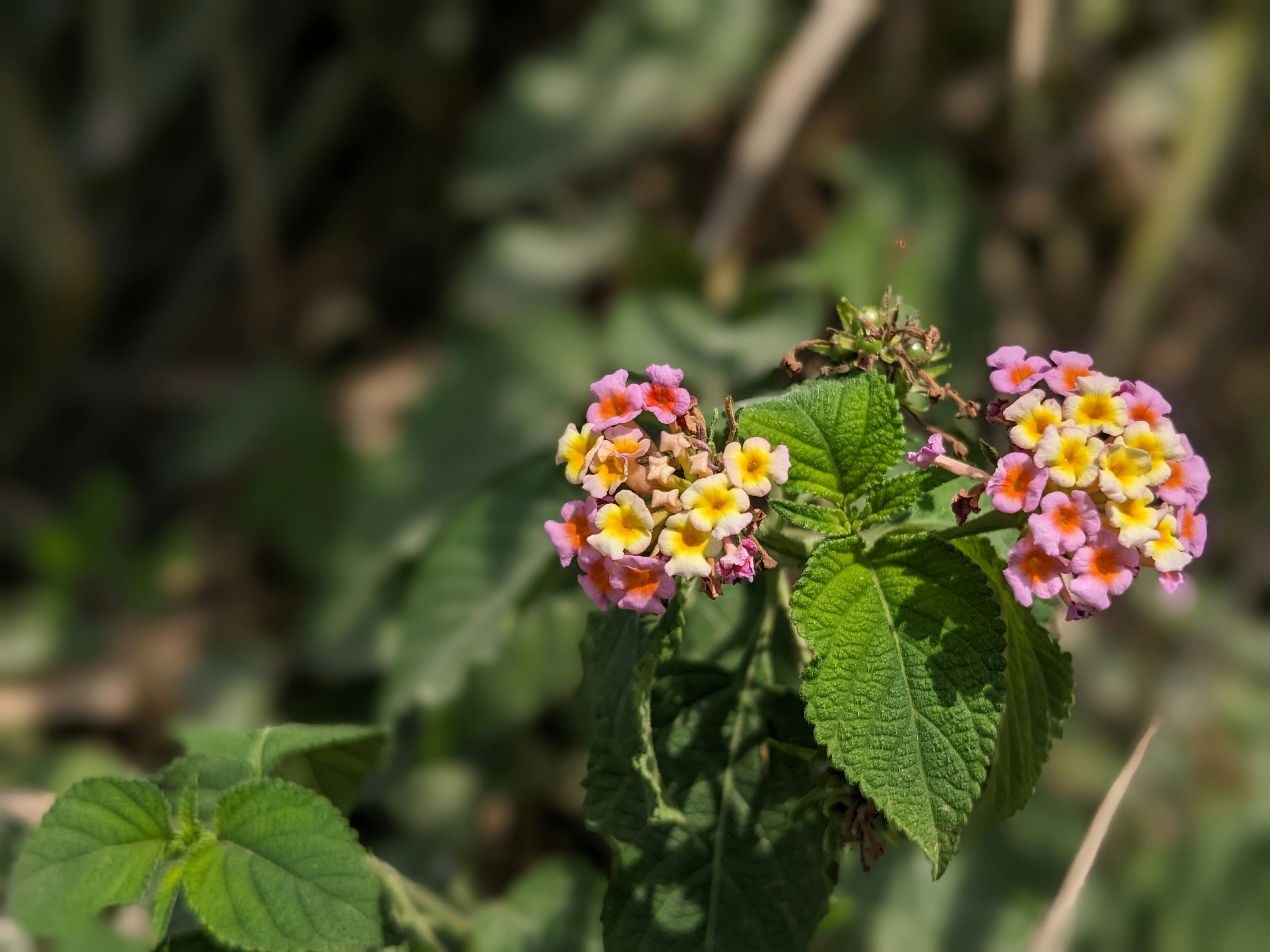 Photo by hameedlodhra