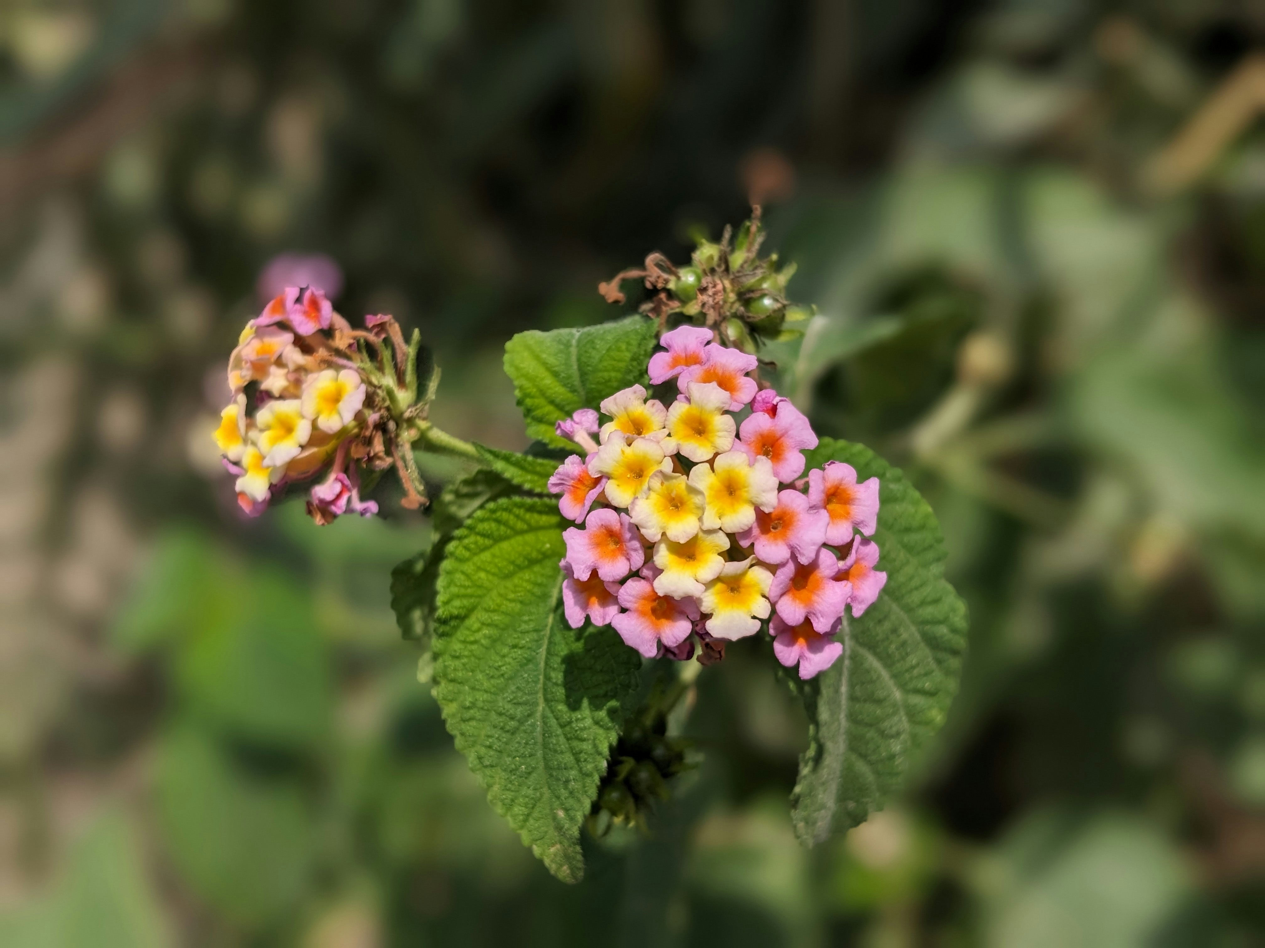 Photo by hameedlodhra