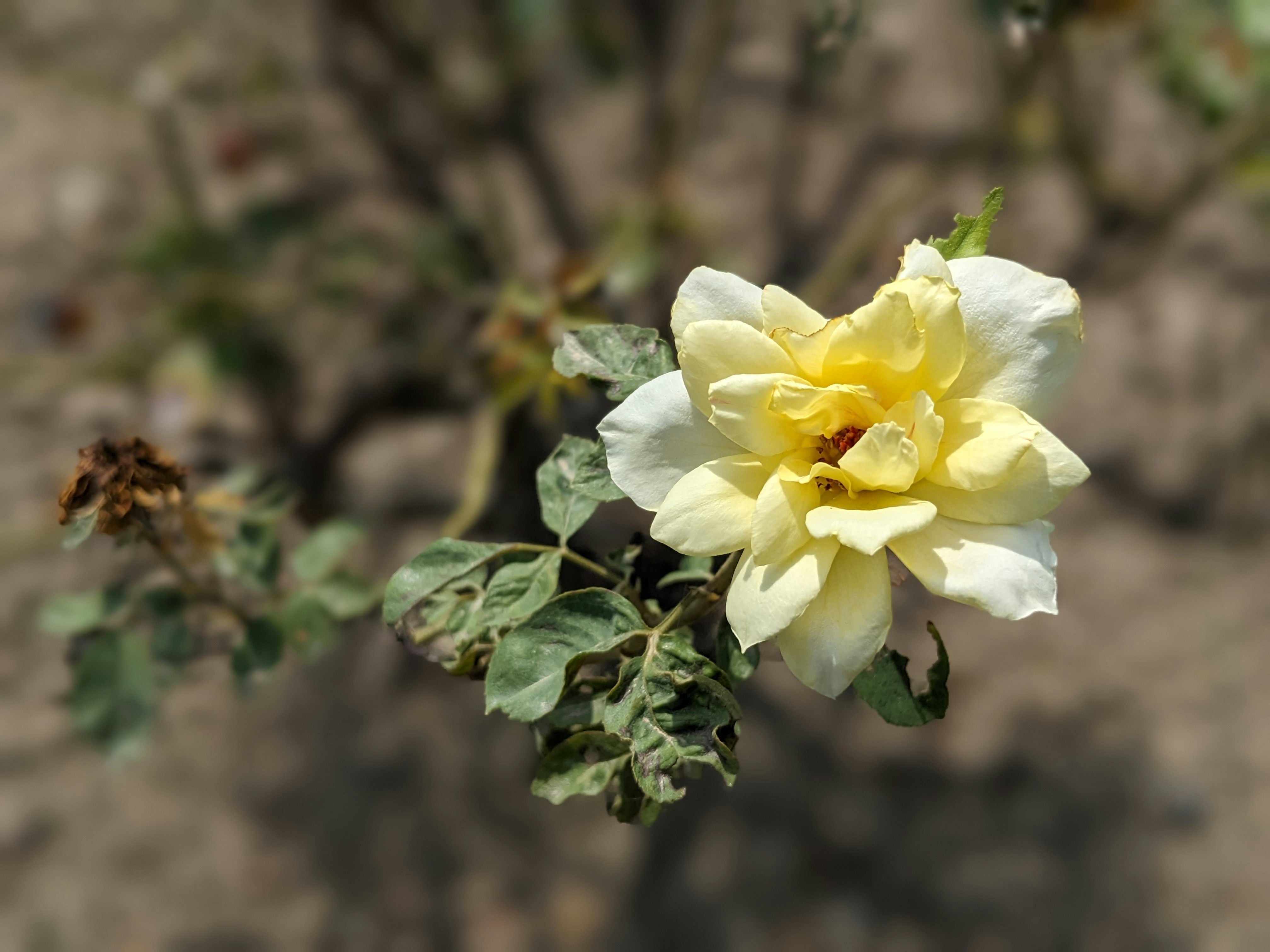 Photo by hameedlodhra