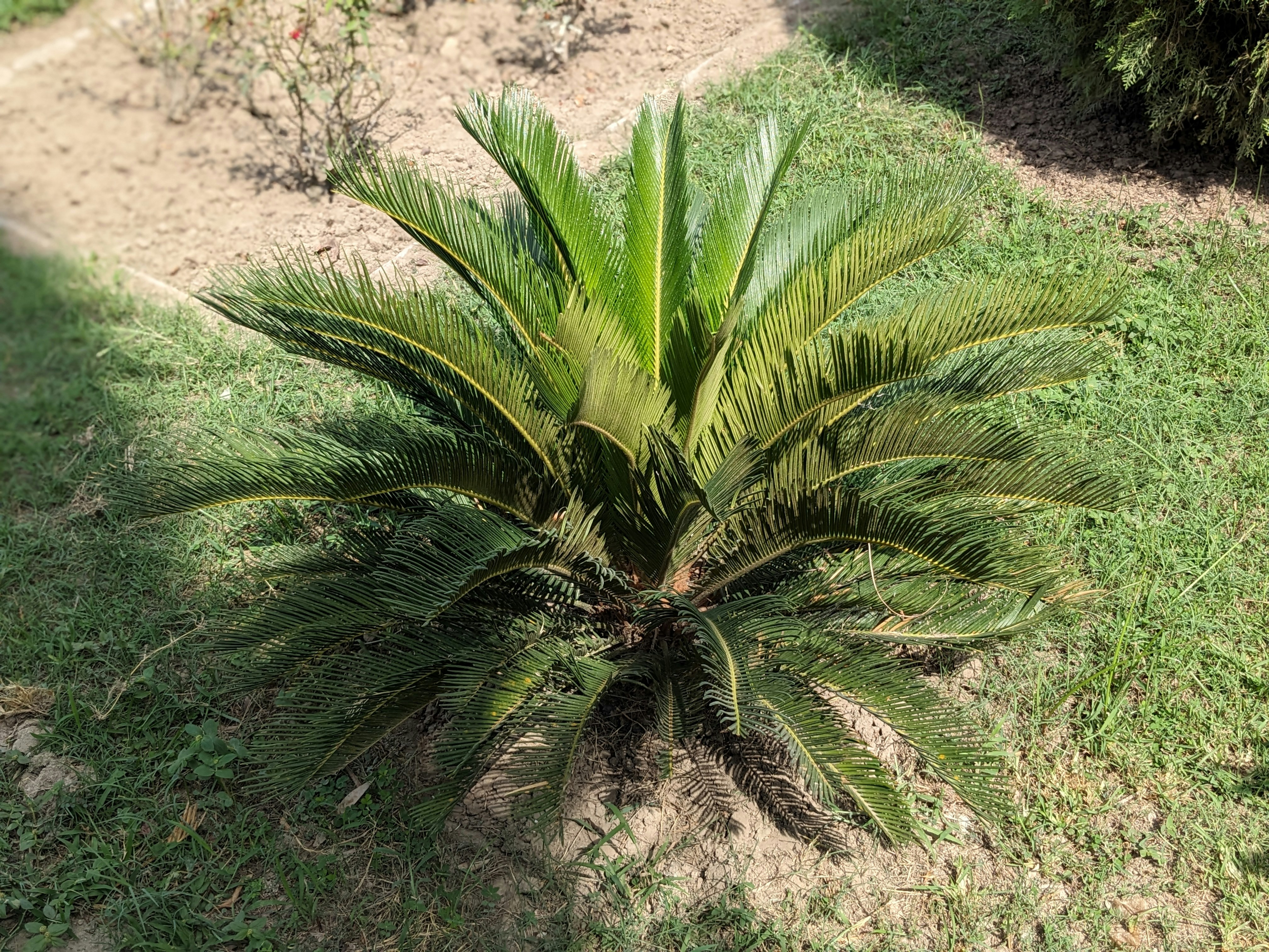 a small palm tree in the middle of a grassy area