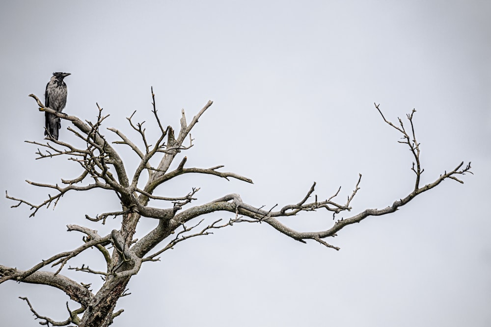 un uccello seduto sulla cima di un ramo d'albero