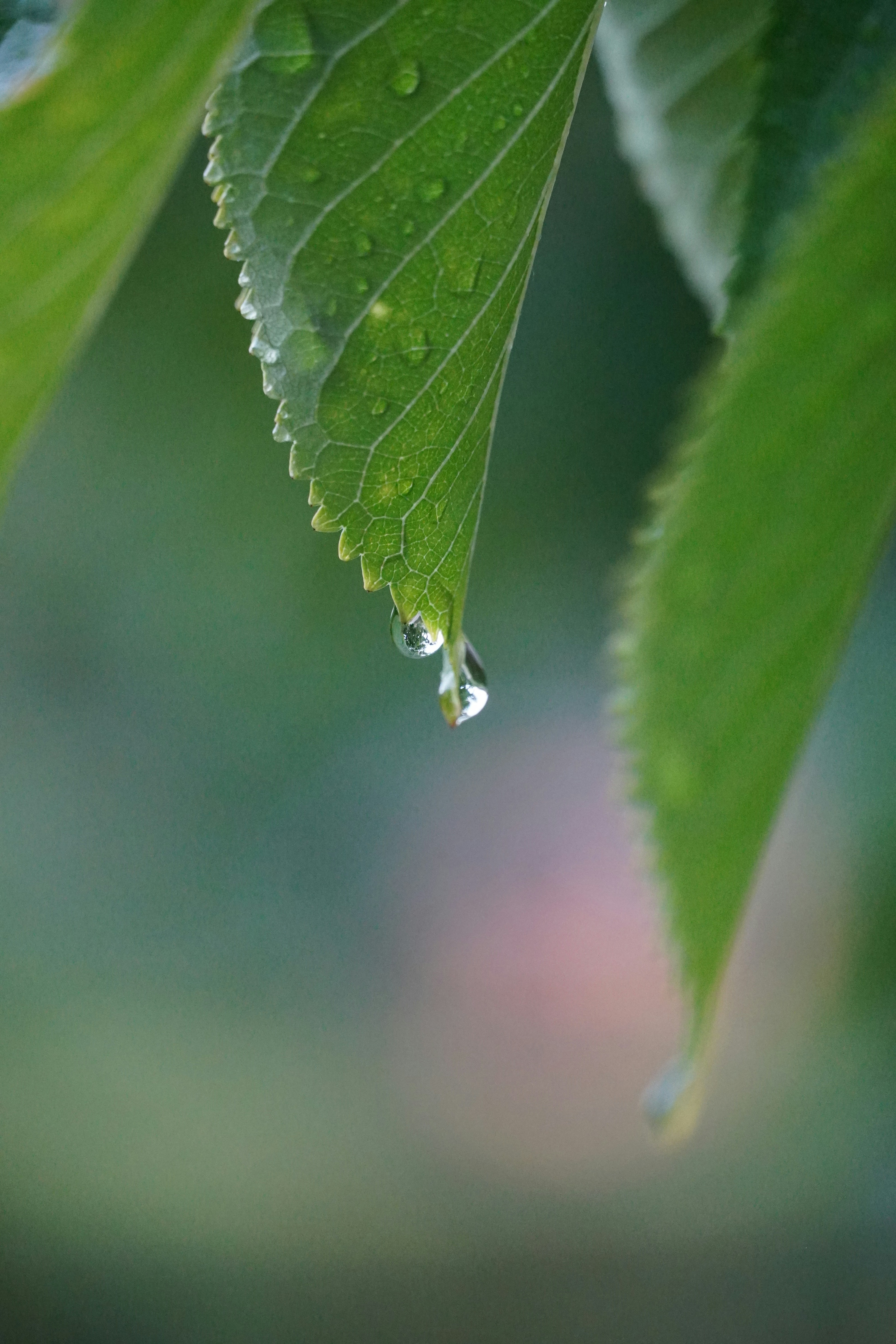 Photo by theodor_jacob