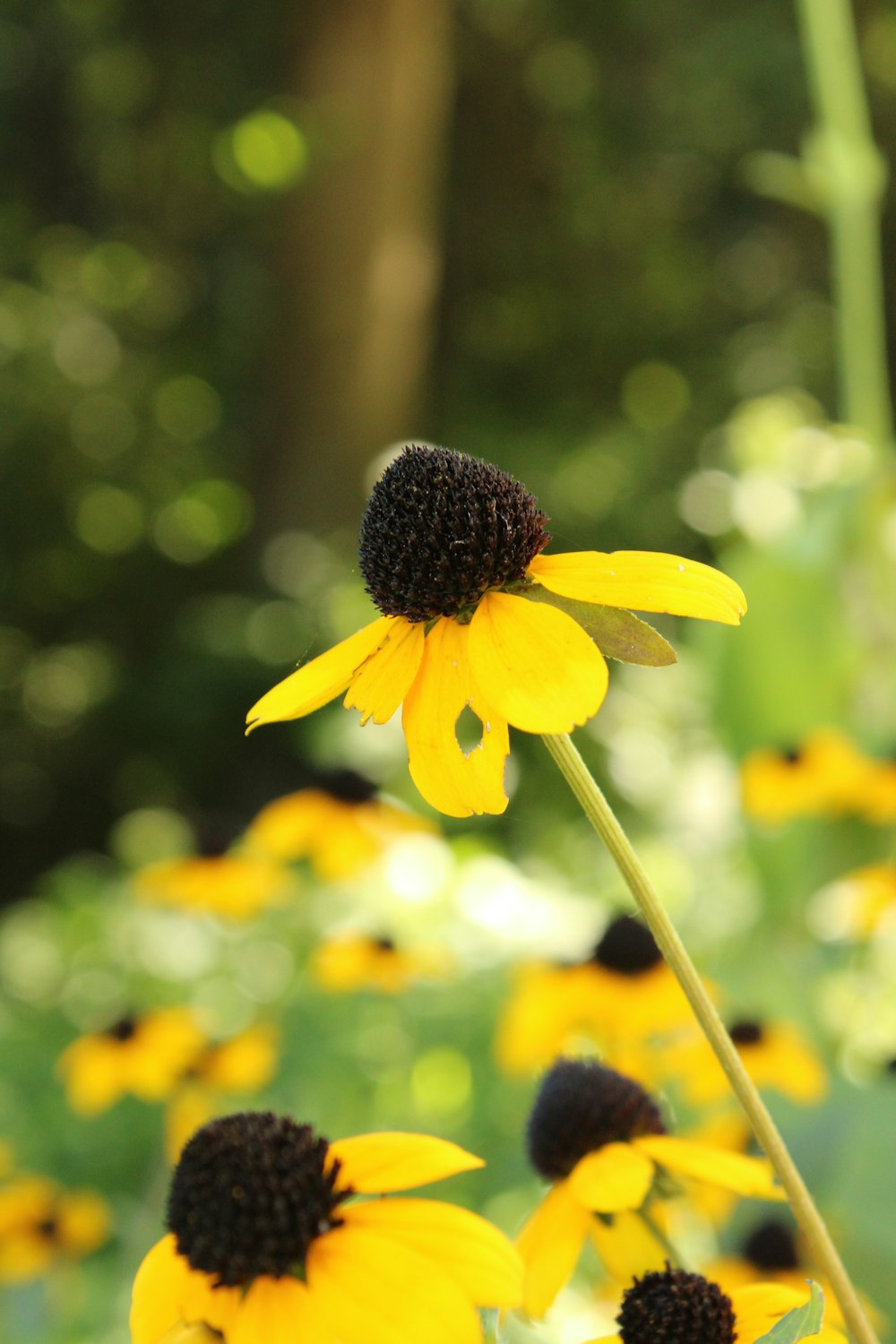 a field of yellow and black flowers with trees in the background